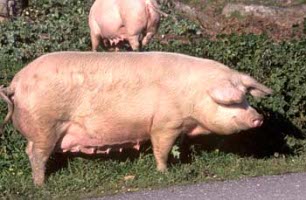 files//avalero/cerdo.jpg - 17550 b