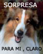 files//avalero/lassie.jpg - 3862 b