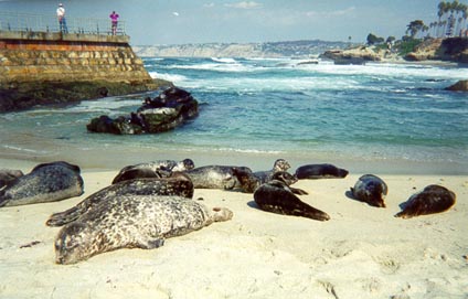 files//avalero/seals.jpg - 35052 b